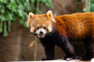 The red panda lives in the mountains from southwest China to the Himalayas.