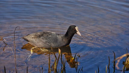 Ein Blässhuhn, nahe an einem Seeufer, spiegelt sich im Wasser