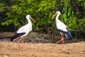 Two graceful white storks on arable, green bush in background
