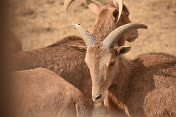 close up of a male impala