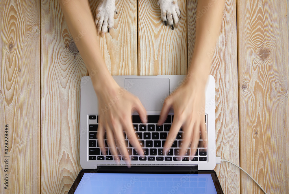 Fototapete image of woman’s hands typing fast on laptop keyboard with dog’s paws on same tabletop. view from ab