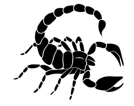 Graphic scorpion isolated on white background, vector illustration for tattoo and print