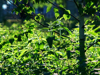 Fototapeta premium young grass in the bright light of the sunset