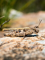 saltamontes camuflado con la piedra