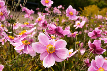 Fototapeta premium Blume Rosa
