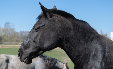 Fototapeta premium A beautiful black horse against the blue sky on a country farm looks into the distance. Close-up side view. Summer time. Horizontal photo. 