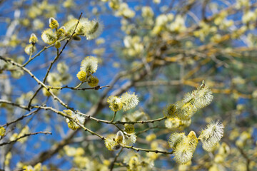 Palm Sunday. Easter. 
A branch of a blossoming pussy-willow on a background of blue sky.  Springtime. Horizontal photo. 