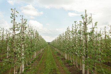 Obraz premium Cultivation organic fruits, agriculture and business outdoor