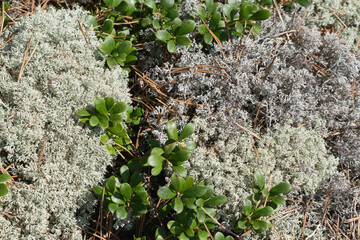
A silvery moss with green lingonberry foliage on a sunny day in the forest. Natural background. Ecology. Horizontal photo, top view. 