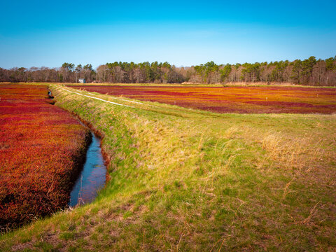 Tranquil cranberry bog with green riverbank and water irrigation channel