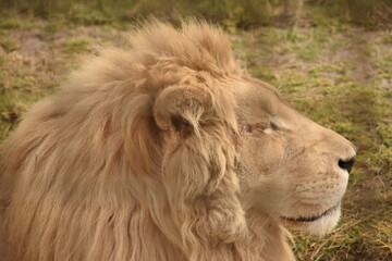 Fototapeta na wymiar Life of a lion at the safari