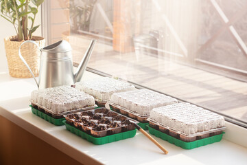 Mini greenhouse. Growing basil on a windowsill.