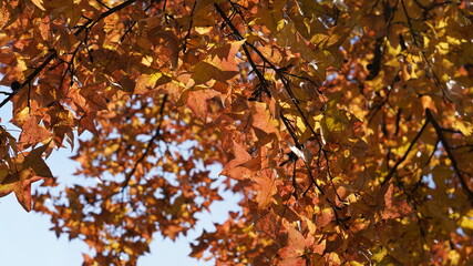 The beautiful autumn landscape with the yellow and red autumn leaves on the trees in the forest