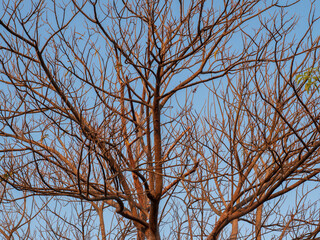 Leafless tree branch in nature blue sky background.