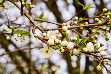 Blooming prunus tree