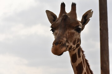 close up of giraffe