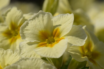 Fototapeta na wymiar Primula pastel yellow flowers for floral background, closeup