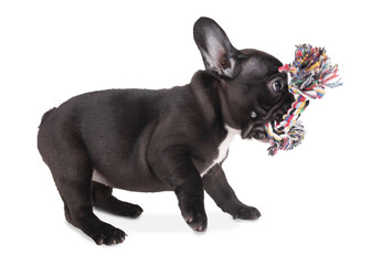 french bulldog puppy plays with toy on white background
