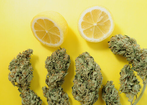 Marijuana Buds Close-up, Flat Lay. Lemon Haze Cannabis Blooms On Yellow Background. Hemp Recreation, Medical Usage, Validation Concept.