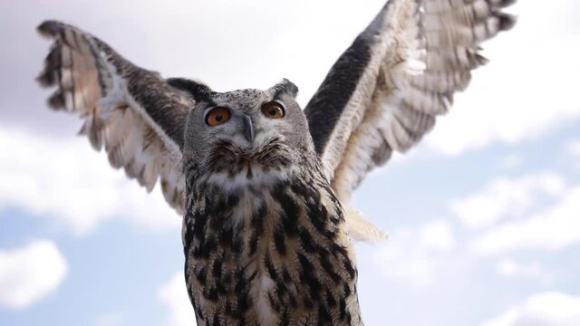 Flapping slow motion Eurasian Eagle Owl - amazing bird of prey