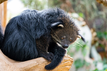 Binturong, which smells like popcorn.