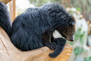 Binturong, which smells like popcorn.