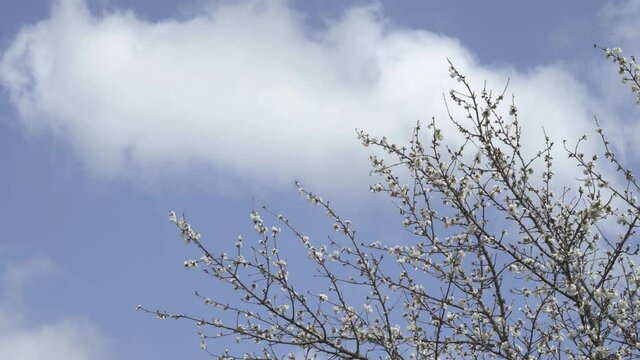 cherry blossom with blue sky in the background with clouds and camera panning. tree with white flowers cherry tree in flos moved by the wind.