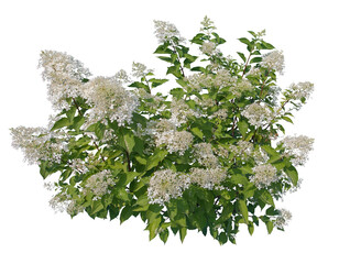 Panicle hydrangea, white flowers isolated on white background