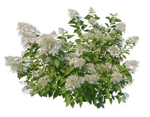 Foto op Canvas Panicle hydrangea, white flowers isolated on white background © forestdigital