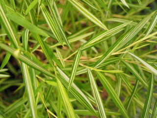 Ribbon dracaena Lucky bamboo Belgian evergreen scn.name Dracaena sanderiana