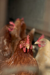 orange hens in hen house with gray unfocused background and hen in the foreground. caged chickens. rooster surrounded by chickens with yellow beak and red crest