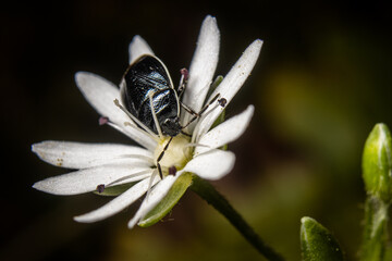 Burrower Bug and Chickweed