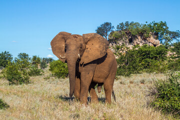 Fototapeta na wymiar African bush elephant walking in boulder scenery in Kruger National park, South Africa ; Specie Loxodonta africana family of Elephantidae