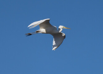 Obraz premium Great egret (Ardea alba), also known as the common egret, large egret, unusual visitor in Sweden.