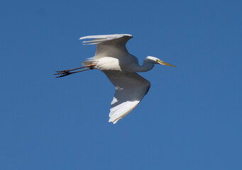 Great egret (Ardea alba), also known as the common egret, large egret, unusual visitor in Sweden.