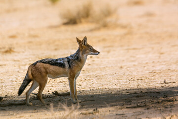 Naklejka na ściany i meble Black backed jackal standing in dry shadow in desert land in Kgalagadi transfrontier park, South Africa; Specie Canis mesomelas family of Canidae