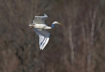 Great egret (Ardea alba), also known as the common egret, large egret, unusual visitor in Sweden.