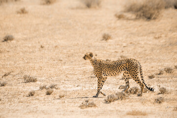 Cheetah walking in the sand in Kgalagari transfrontier park, South Africa; specie family of