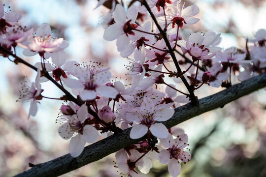The most commonly cultivated apricot species - Prunus armeniaca.