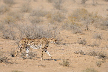 Cheetah walking side view in dry land in Kgalagadi transfrontier park, South Africa ; Specie Acinonyx jubatus family of Felidae