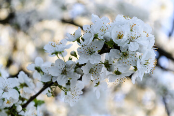 Blooming Cherry tree or Prunus avium, commonly called wild cherry, sweet cherry, gean or bird cherry.