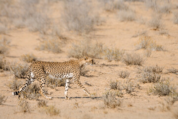 Cheetah walking side view in dry land in Kgalagadi transfrontier park, South Africa ; Specie Acinonyx jubatus family of Felidae