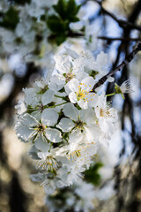 Blooming Cherry tree or Prunus avium, commonly called wild cherry, sweet cherry, gean or bird cherry.