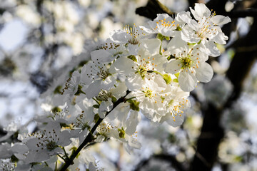 Blooming Cherry tree or Prunus avium, commonly called wild cherry, sweet cherry, gean or bird cherry.