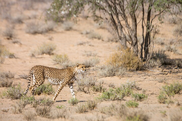Cheetah walking side view in dry land in Kgalagadi transfrontier park, South Africa ; Specie Acinonyx jubatus family of Felidae