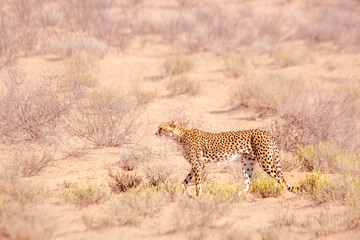 Fototapeta na wymiar Cheetah walking side view in dry land in Kgalagadi transfrontier park, South Africa ; Specie Acinonyx jubatus family of Felidae