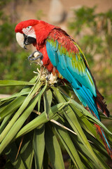 red-blue parrot sitting on palm leaves