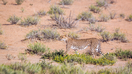 Cheetah walking side view in dry land in Kgalagadi transfrontier park, South Africa ; Specie Acinonyx jubatus family of Felidae