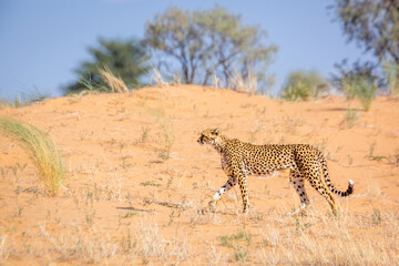 Cheetah walking side view in sand dune in Kgalagadi transfrontier park, South Africa ; Specie Acinonyx jubatus family of Felidae