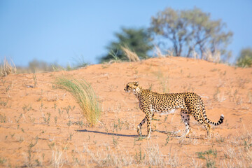 Cheetah walking side view in sand dune in Kgalagadi transfrontier park, South Africa ; Specie Acinonyx jubatus family of Felidae
